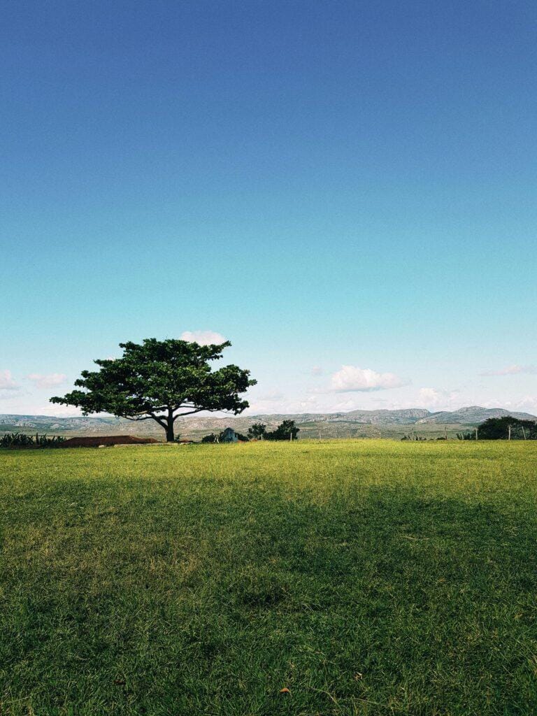 Pexels oandremoura 2403208